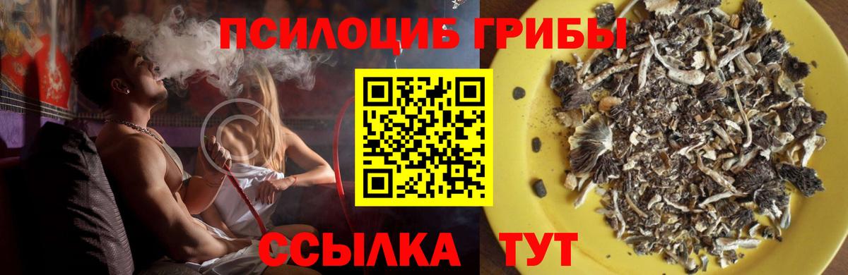 Галлюциногенные грибы Psilocybe Зерноград